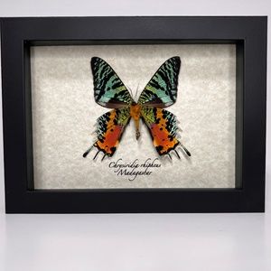 Real framed exotic Chrysiridia rhipheus